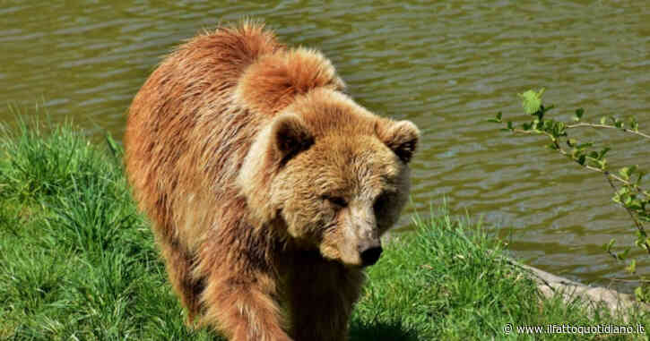 Uno spray anti-orso ai forestali, il ministero dell’Interno “favorevole” ma deve votare il Parlamento