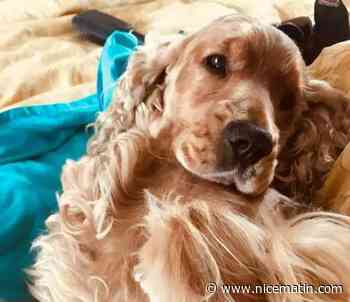 "Elle voulait la détruire, la briser psychologiquement": par jalousie, elle fait exécuter le chien de son "amie"