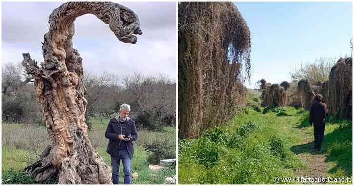 “La Paddotta”, il nuovo corto di Gino Martella: un po’ sogno e un po’ viaggio (nel tempo e attraverso il Salento). La voce narrante sarà Giuseppe Cederna