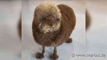 Erkennen Sie, was es ist? Rätselhaftes Tier erstaunt das Internet