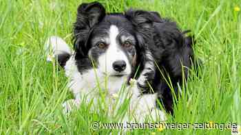 Höhere Hundesteuer: Das gilt ab 1. Juni in Wolfsburg