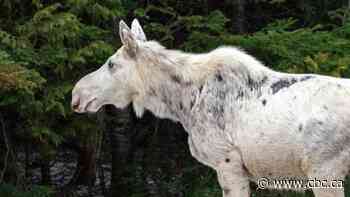 Trail camera west of Timmins, Ont., spots 'spirit moose'