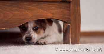 Dog expert explains subtle signs your pet is in pain that often go unnoticed