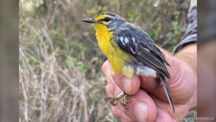 New study examines why birds sing first thing in the morning