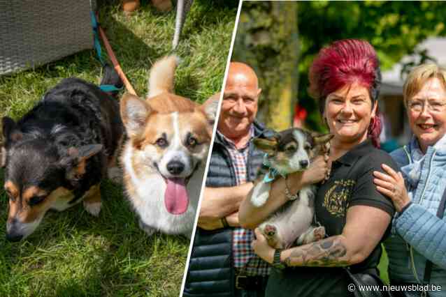 140 corgibaasjes verzamelen in Lier: “Wij begrijpen perfect waarom Queen Elizabeth zo dol was op corgi’s”