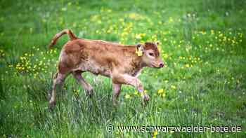 Tiere aus Oberlegenhardt: Verzweifelte Suche nach zwei Kälbchen