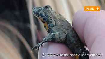 Stilles Froschkonzert in Bellenberg: Die Erotik im Tierreich hat ihre Temperaturgrenzen