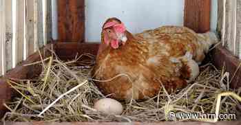 Supply Chain Update: Egg market hits a 17-month low