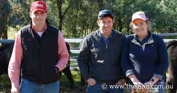 Ongoing heifer bull demand as producers rebuild