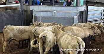 Tough day at Scone Store sale