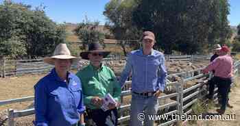 Merino ewes impressed competition judge