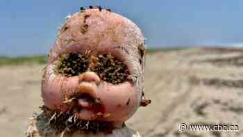 Creepy dolls washing ashore in Texas are being used to help birds and sea turtles