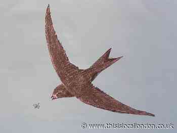 Nature Notes: An ode to the swift