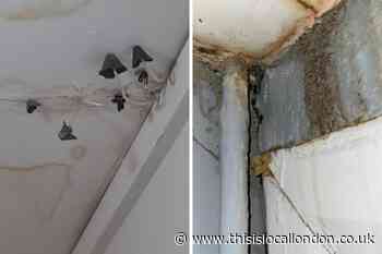 Dalston mother has mushrooms growing out of home walls