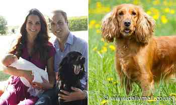 Vets warn that aggression is almost TWICE as prevalent in dog breed