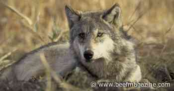 Colorado governor vetoes wolf management bill