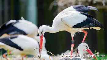 Scheinbare Storchenentführung in Grabenstätt