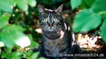 Mit Wurfmesser und Schreckschusspistole - Streit um Katze eskaliert