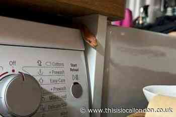Man finds snake hiding under washing machine at Balham home