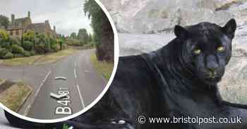 Driver spots 'big cat' while waiting at traffic lights in the West Country