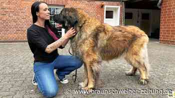 Tierhospiz bei Celle: Letztes Zuhause für Hunde