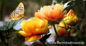 DarmstadtNews.de braucht Hilfe