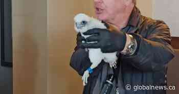 Hamilton’s new peregrine falcon chicks banded, named