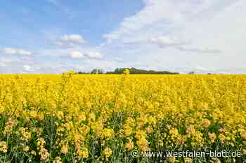 Raps im Kreis Herford blüht in diesem Jahr später