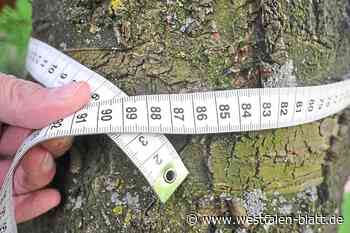 Satzung schützt bisher 69 Bäume in Bielefeld