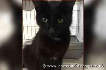 Bleakholt Animal Sanctuary devastated after mum cat dies