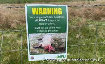 Police issue warning to dog owners after attacks
