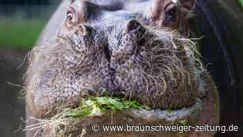 Low Carb für Zootiere: Reistorte für den Gorilla ist passé