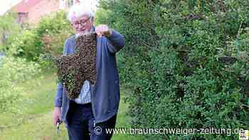 Bienenschwarm an Ostharinger Spielplatz: Er hat geholfen