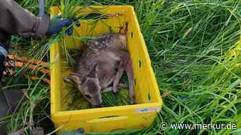 Wer Kitze retten darf – und wer nicht