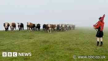 Isle of Wight charity walker treats cows to bagpipe performance