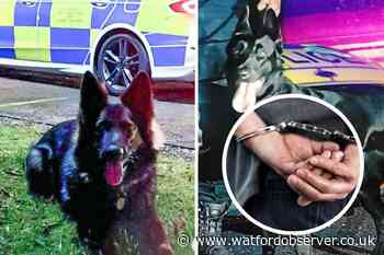 Police dogs comb North Watford woodland as arrests made