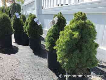 Growing things: More evergreens, more problems