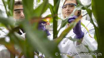 Teil-IPO von Syngenta in China nimmt wichtige Hürde