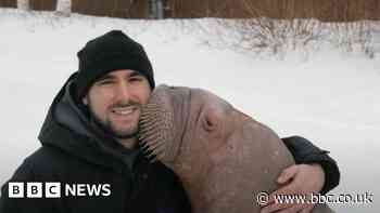 How Canadian walrus Smooshi ended up in Abu Dhabi