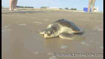 Endangered sea turtle hooked and then released back into ocean in Virginia Beach