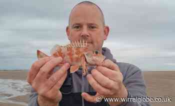 'Very rare' deepwater fish found off New Brighton coast