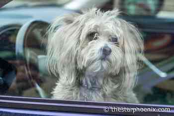 Help your pet keep its cool on hot summer days