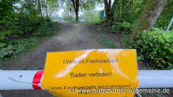 30 tote Fische: Landratsamt hebt Badeverbot im Ludwigsfelder See auf