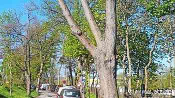 Große Linde in Jena-Ost gefällt