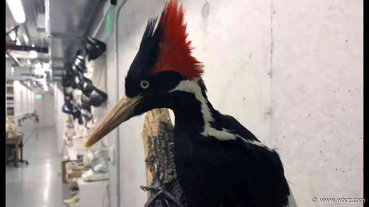 Videos show purported ivory-billed woodpeckers in Louisiana as US moves toward extinction decision