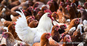 Kersbach: Virusvariante der Geflügelpest in Franken nachgewiesen