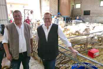 Löhne: Schafschur beim Hoffest der Schäferei Stücke