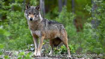 Wolfs-Verdacht im Gäu: Das sagen die Experten zum Riss