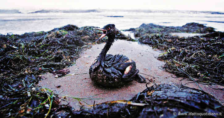 Clima, da Saudi Aramco fino a Chevron: 21 società che operano nel fossile causano 209 miliardi di danni all’anno