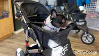 B.C. community rolls out dog stroller pilot project to entice tourists